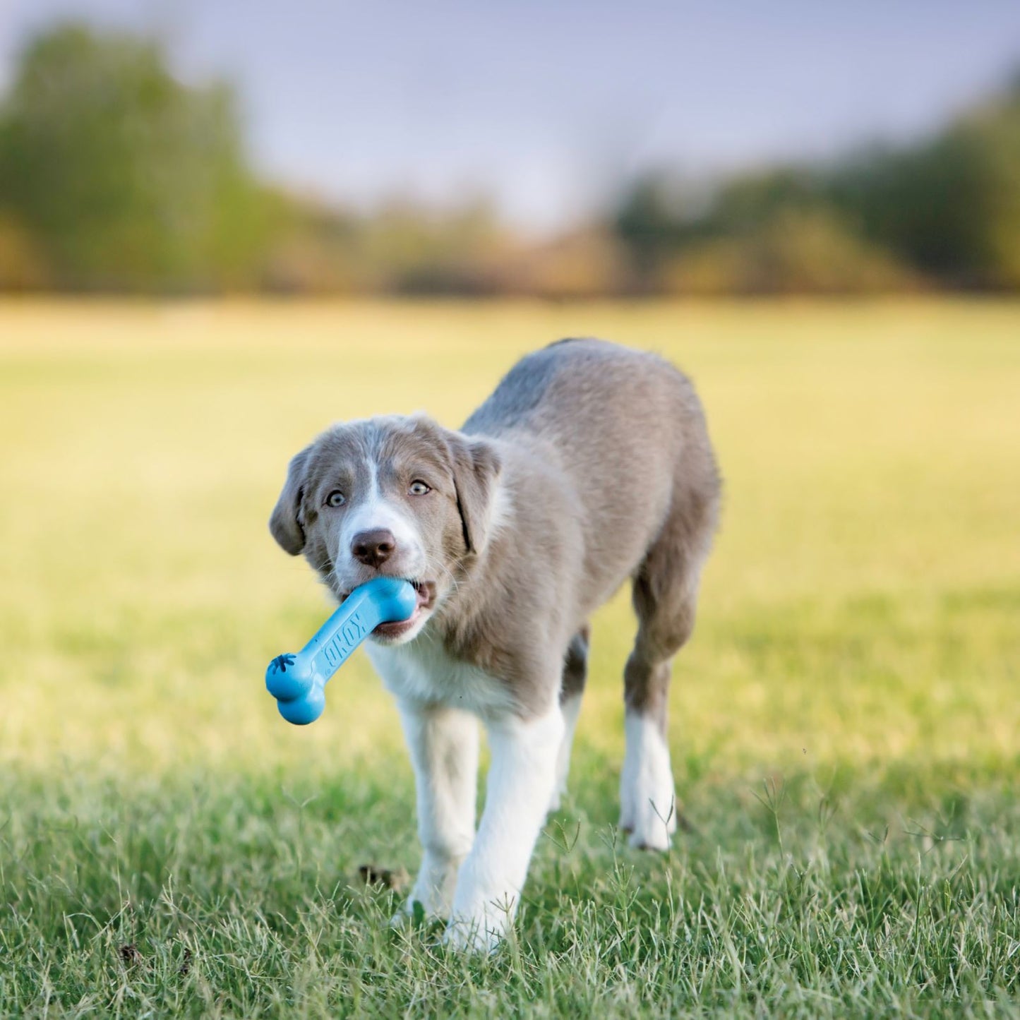 KONG chiot goodie bone - HAPPY ZOO SHOP