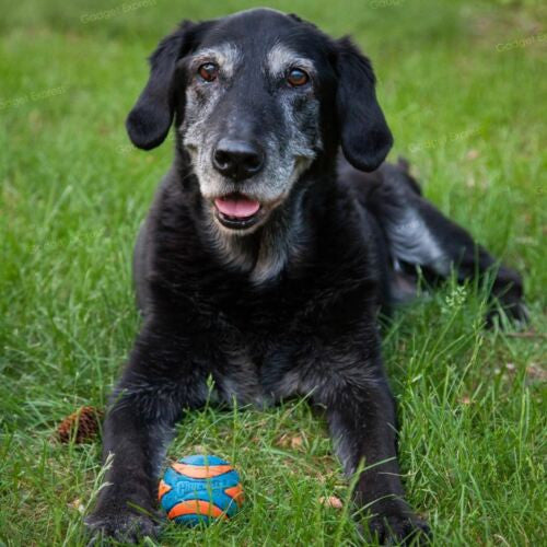 Chuckit Ultra Squeaker Ball - HAPPY ZOO SHOP