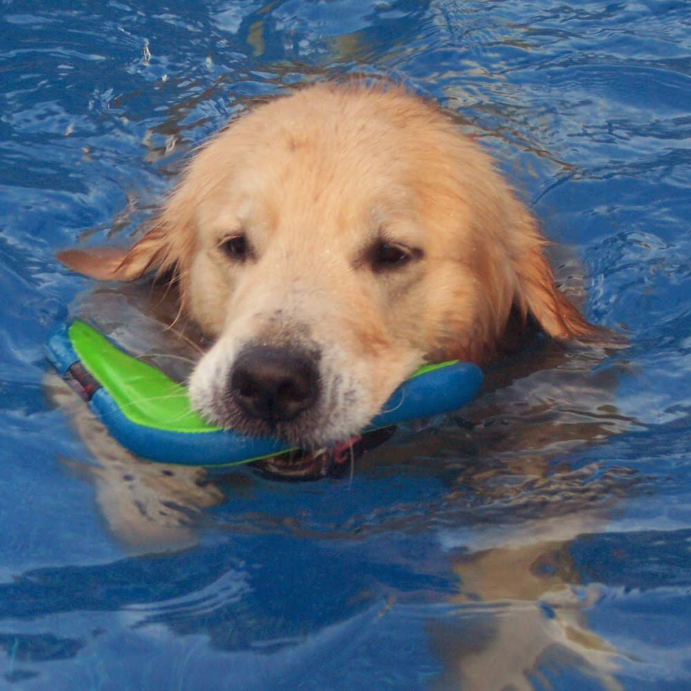 Chuckit Amphibious Boomerang - HAPPY ZOO SHOP