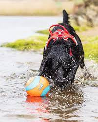 Balle chuckit amphibious - HAPPY ZOO SHOP
