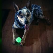 Balle Chuckit! Max Glow pour chien - HAPPY ZOO SHOP