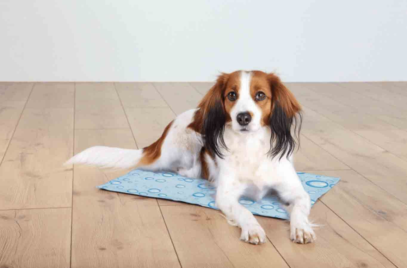 matelas rafraichissant - HAPPY ZOO SHOP